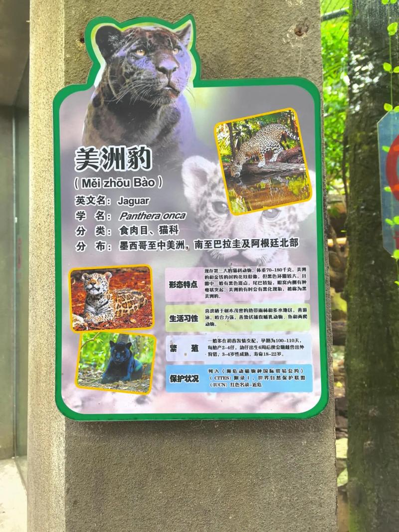 动物凶猛在线阅读 | 王朔经典小说全文无删减